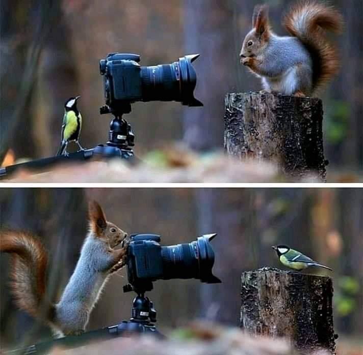 Eichhörnchen mit Meise